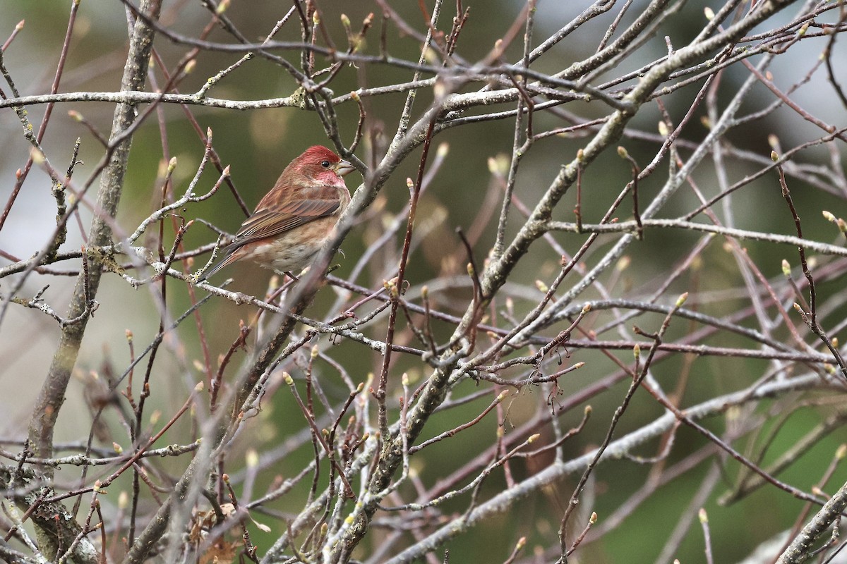 ムラサキマシコ（californicus） - ML646004758
