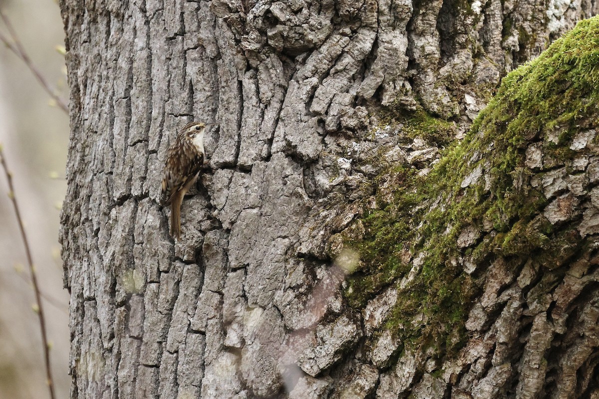 Brown Creeper - ML646004773