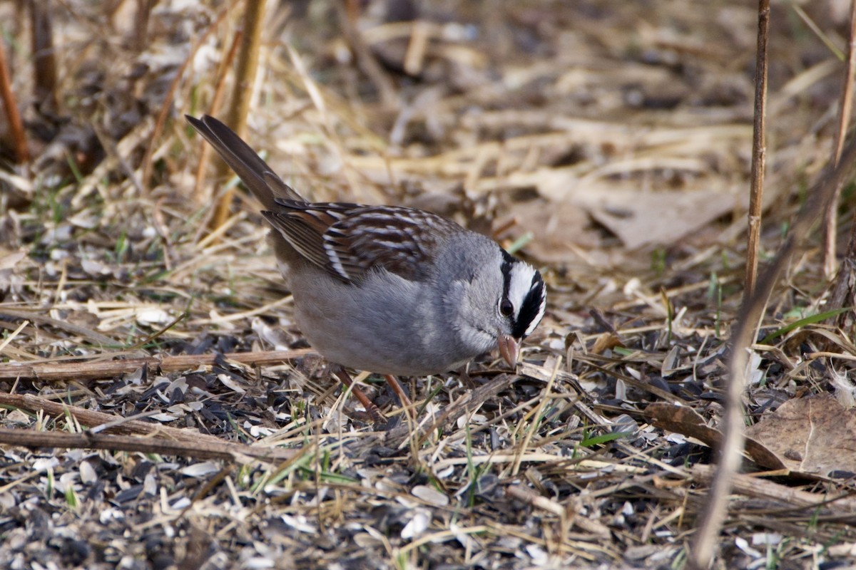 White-crowned Sparrow (Dark-lored) - ML646004774
