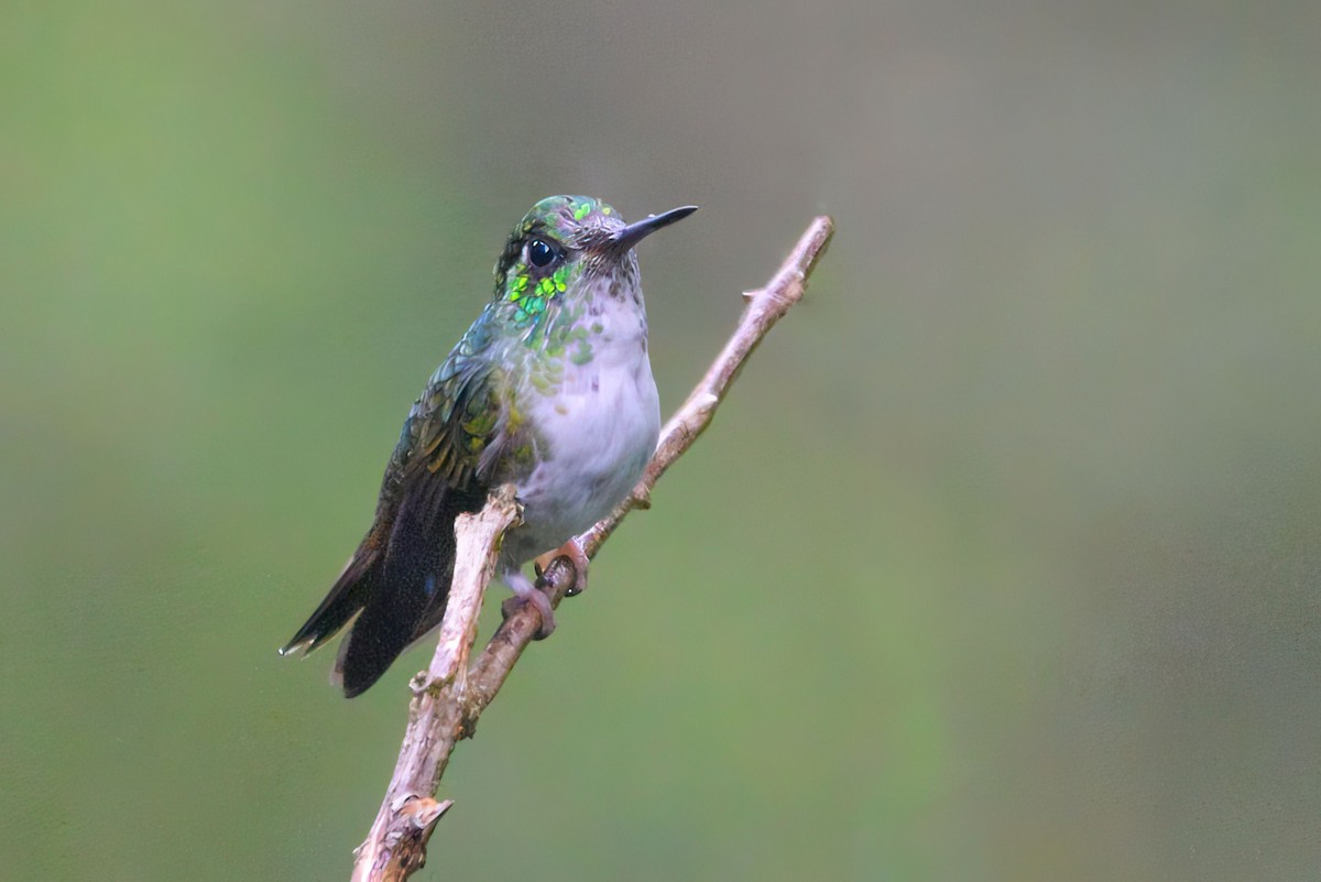 White-bellied Mountain-gem - ML646004778