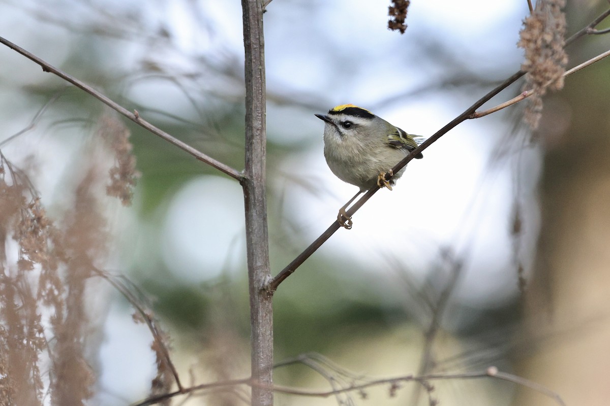 Golden-crowned Kinglet - ML646004779