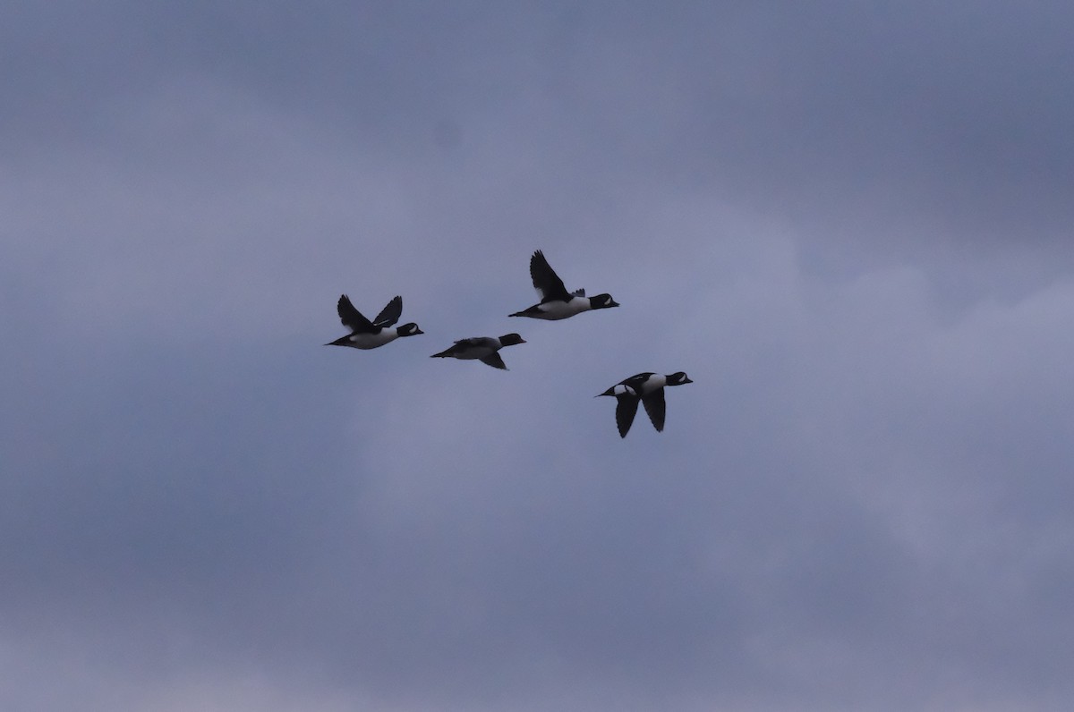 キタホオジロガモ - ML646004783