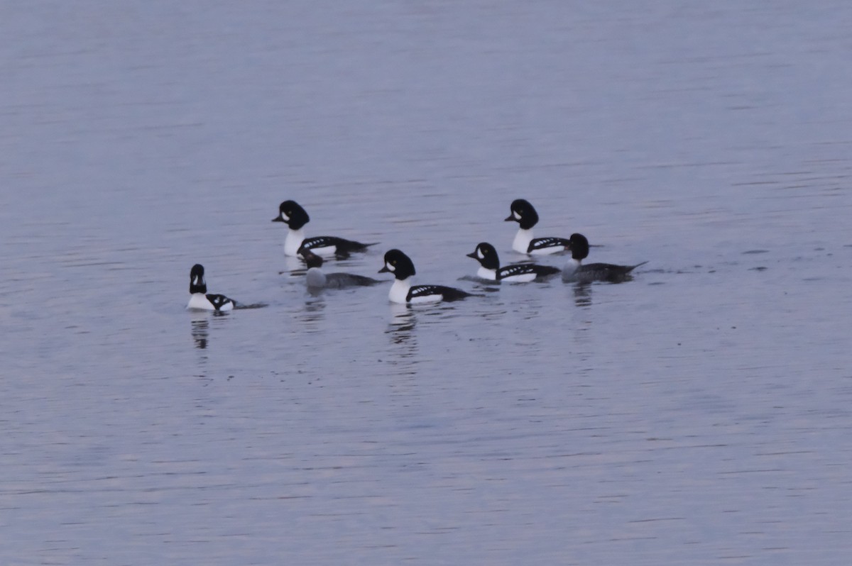 キタホオジロガモ - ML646004784