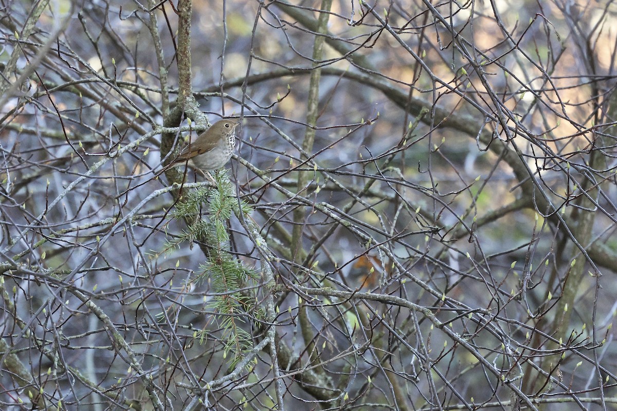 Hermit Thrush - ML646004785