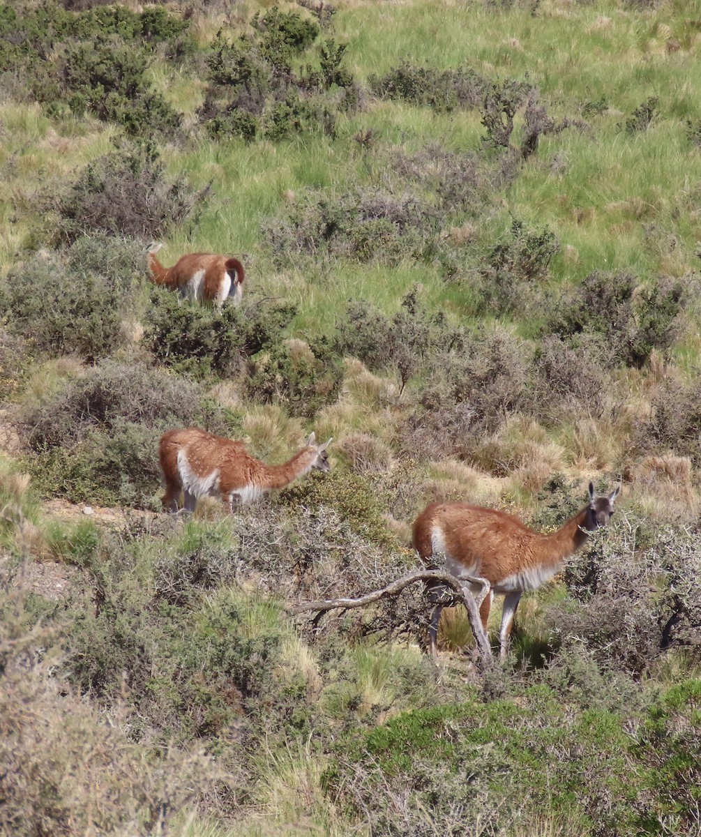 Guanaco - ML646004802
