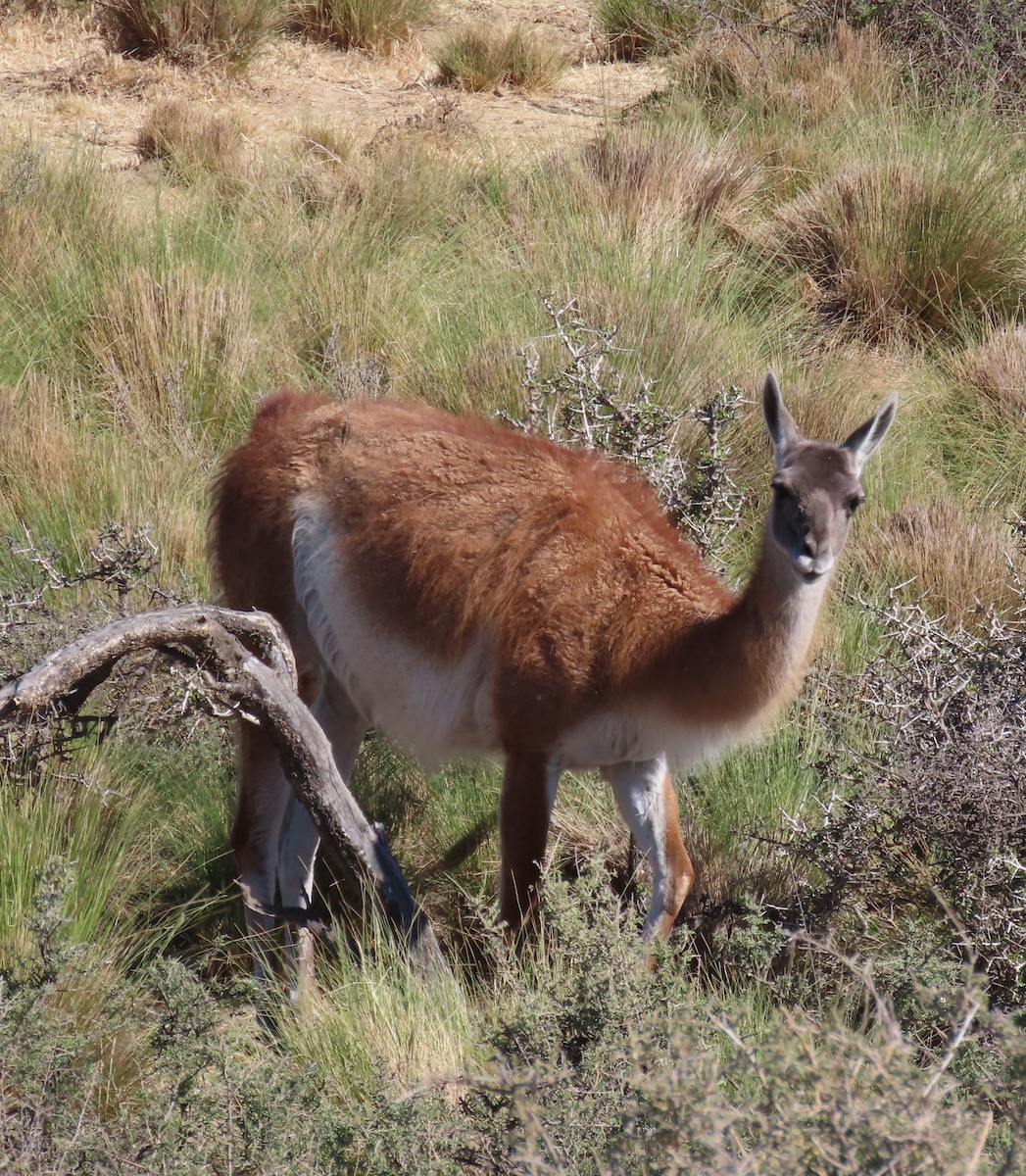 Guanaco - ML646004803