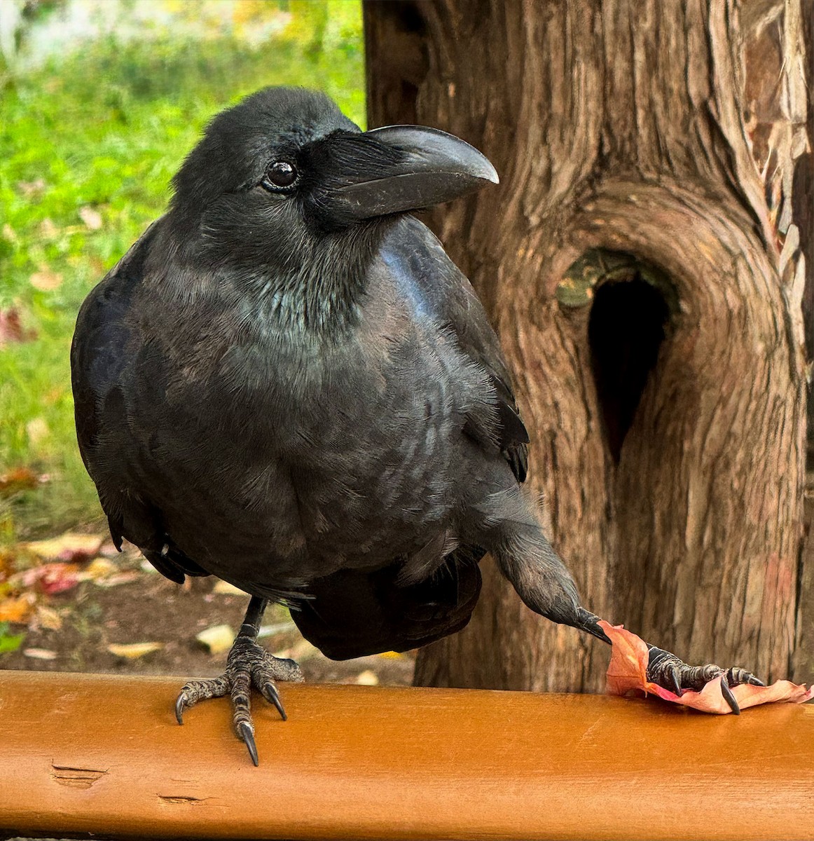 巨嘴鴉 - ML646004805