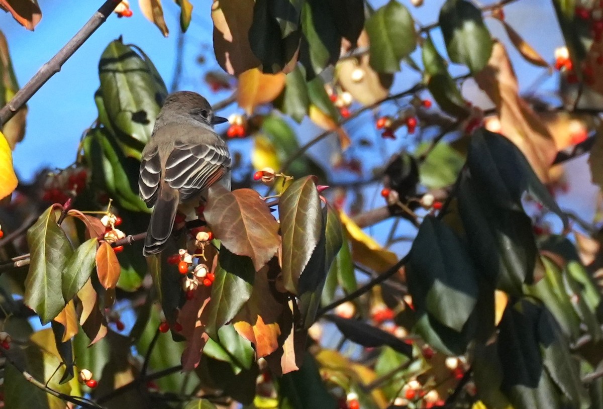 Ash-throated Flycatcher - ML646004811