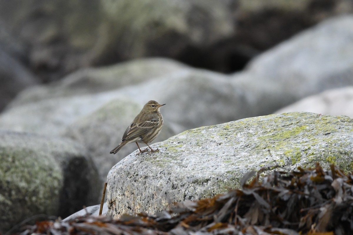 Rock Pipit - ML646004812