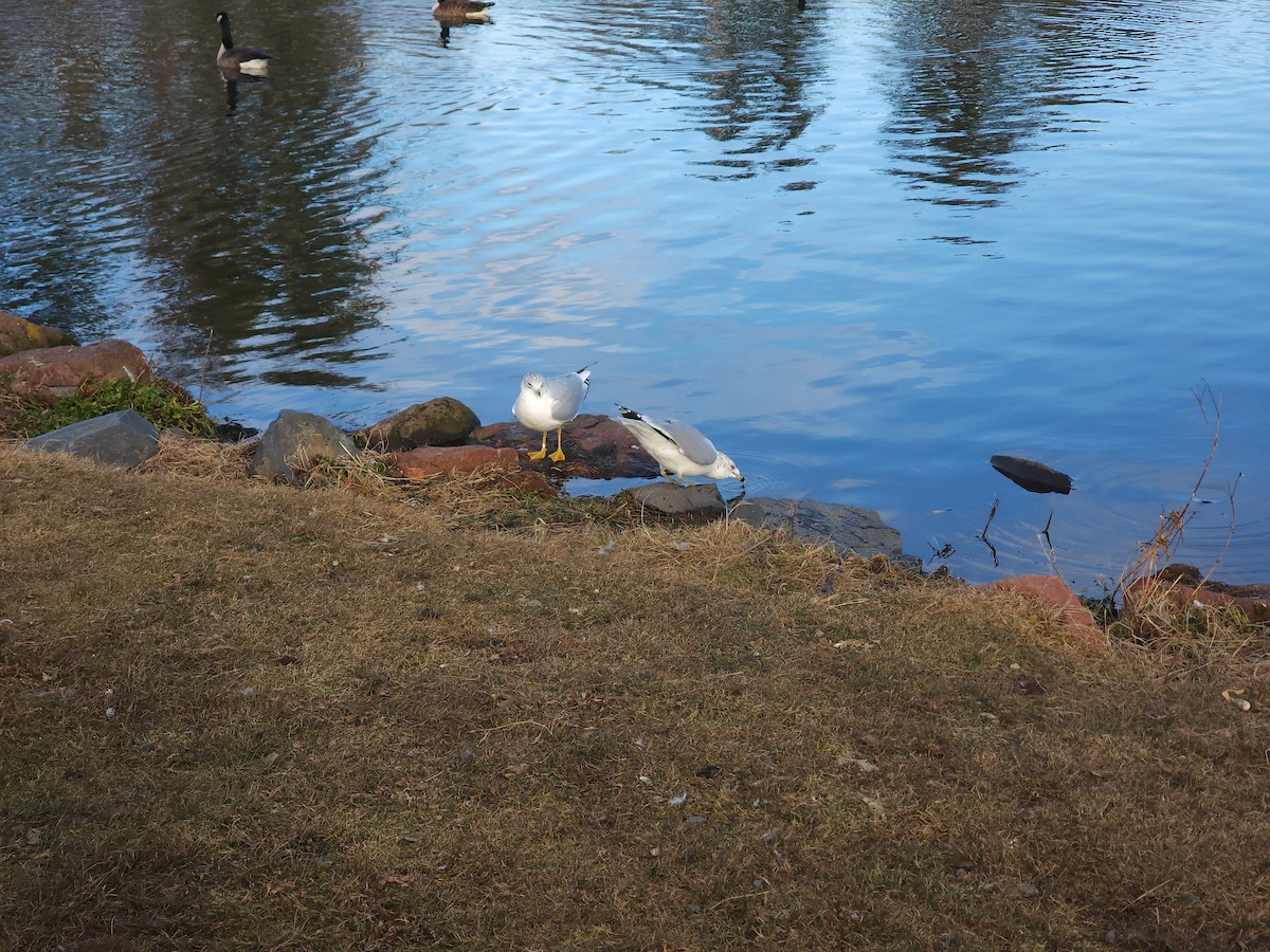 Ring-billed Gull - ML646004813