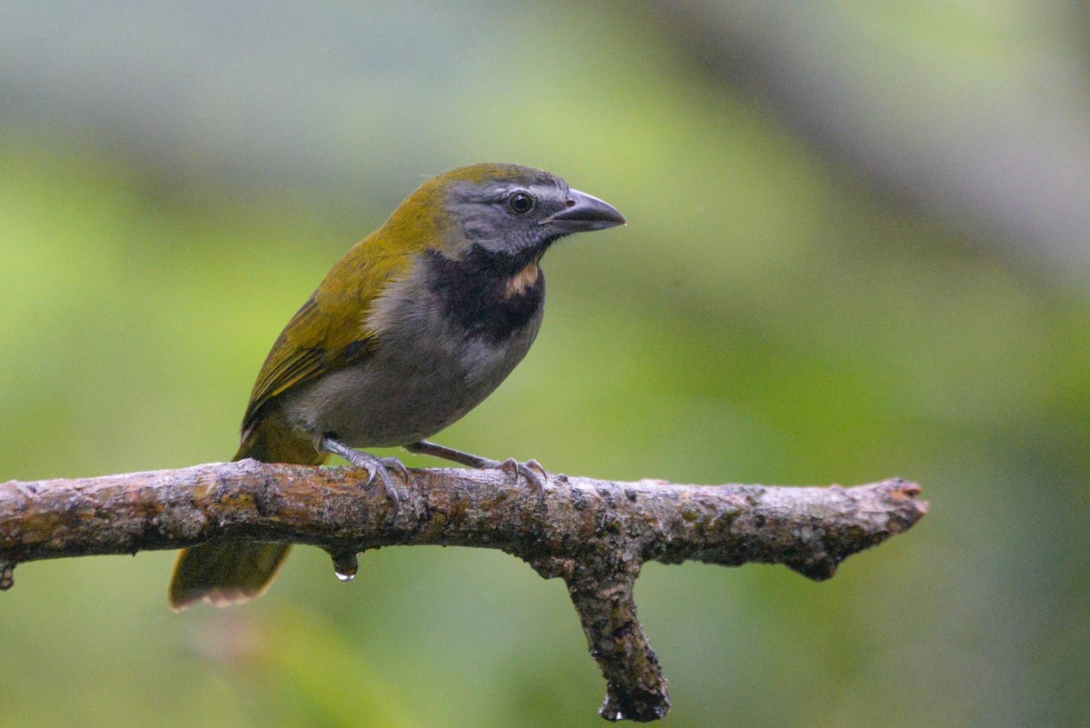 Buff-throated Saltator - ML646004814