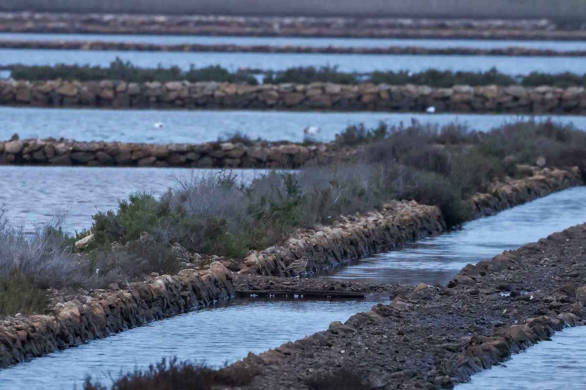 イシチドリ - ML646004820