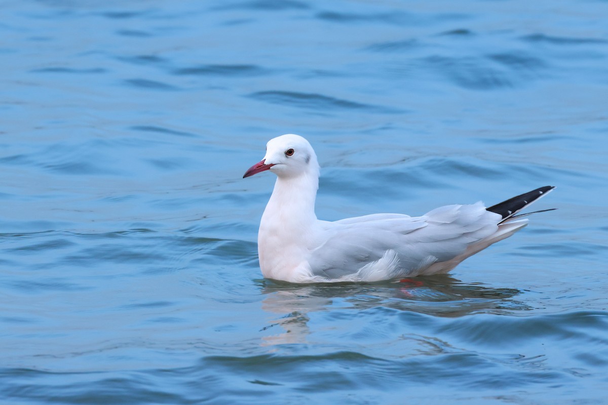 Slender-billed Gull - ML646004830