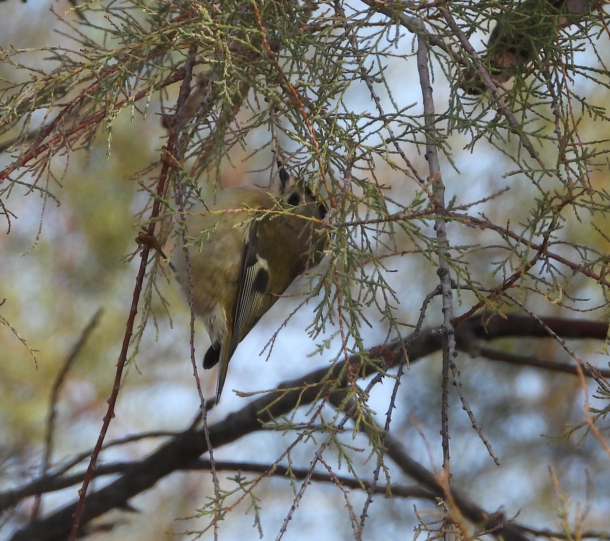 Goldcrest - ML646004831