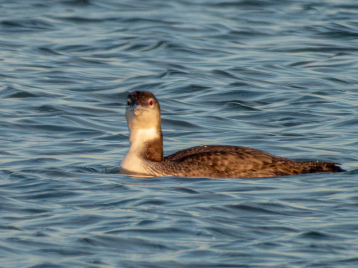 צוללן צפוני - ML646004848