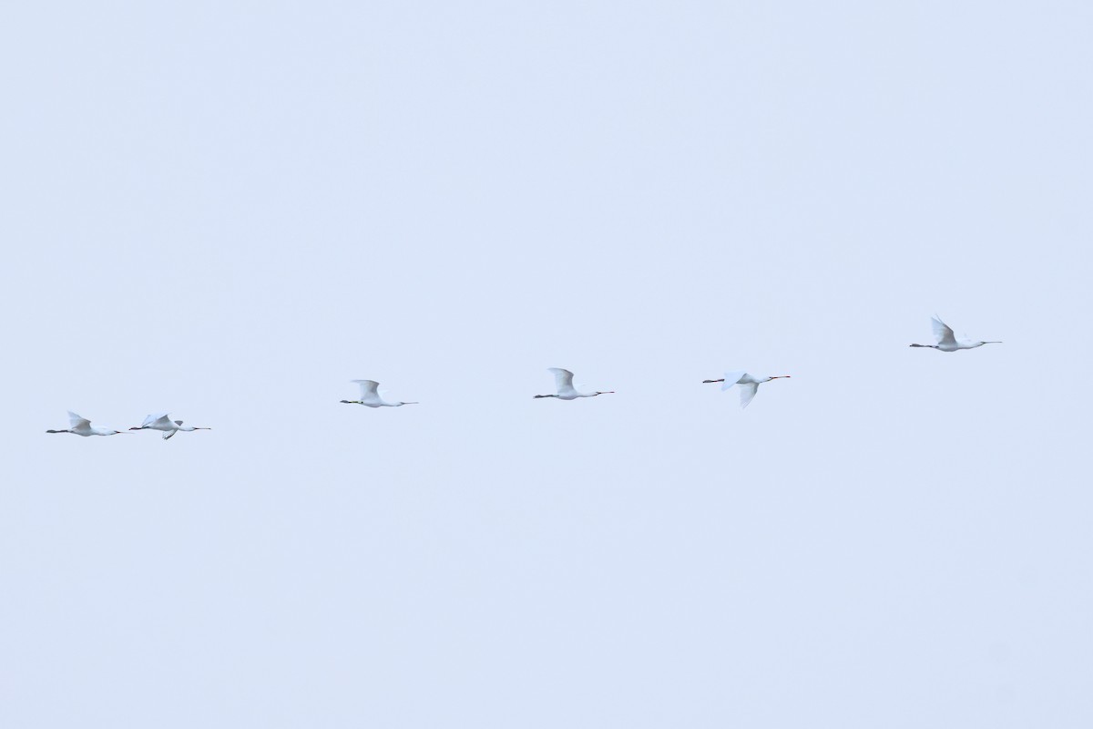 ヘラサギ - ML646004849