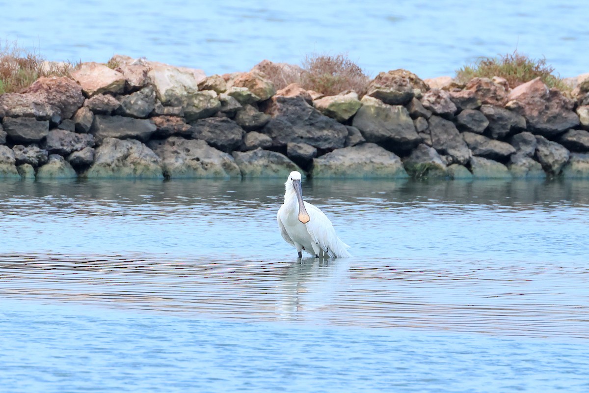 ヘラサギ - ML646004850