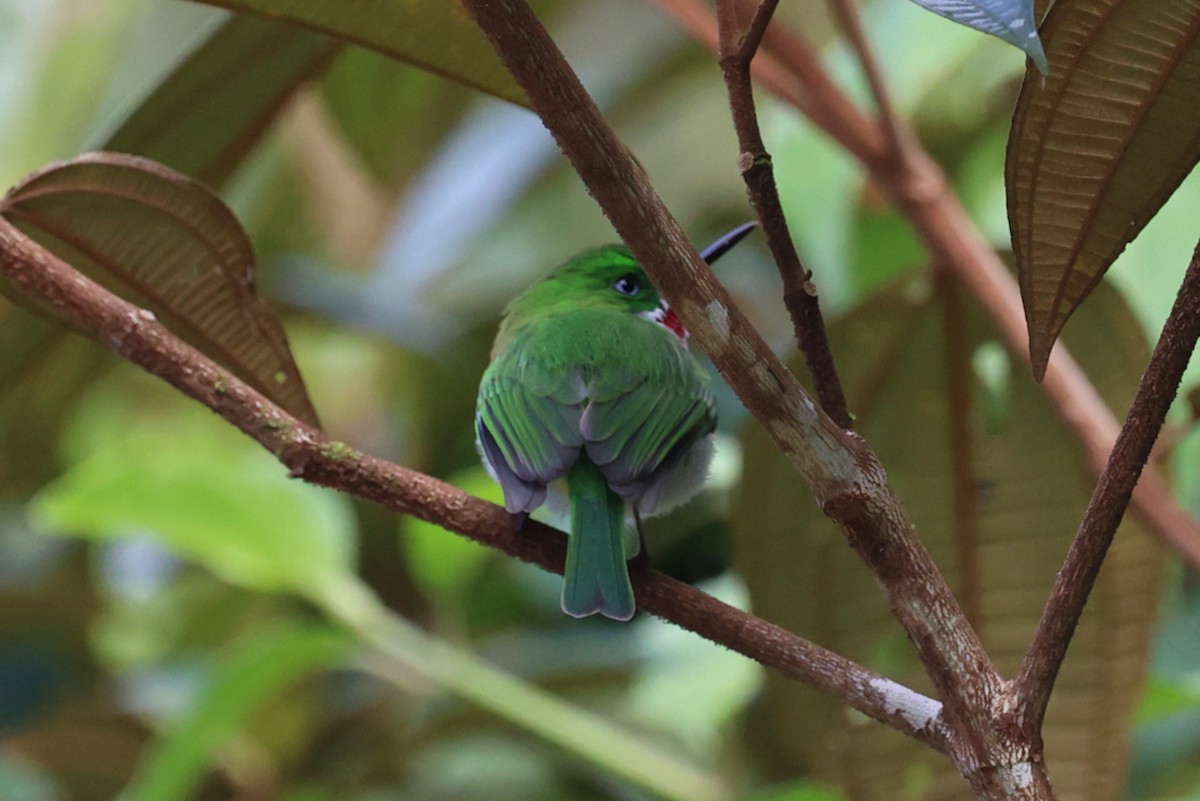 ハシボソコビトドリ - ML646004853