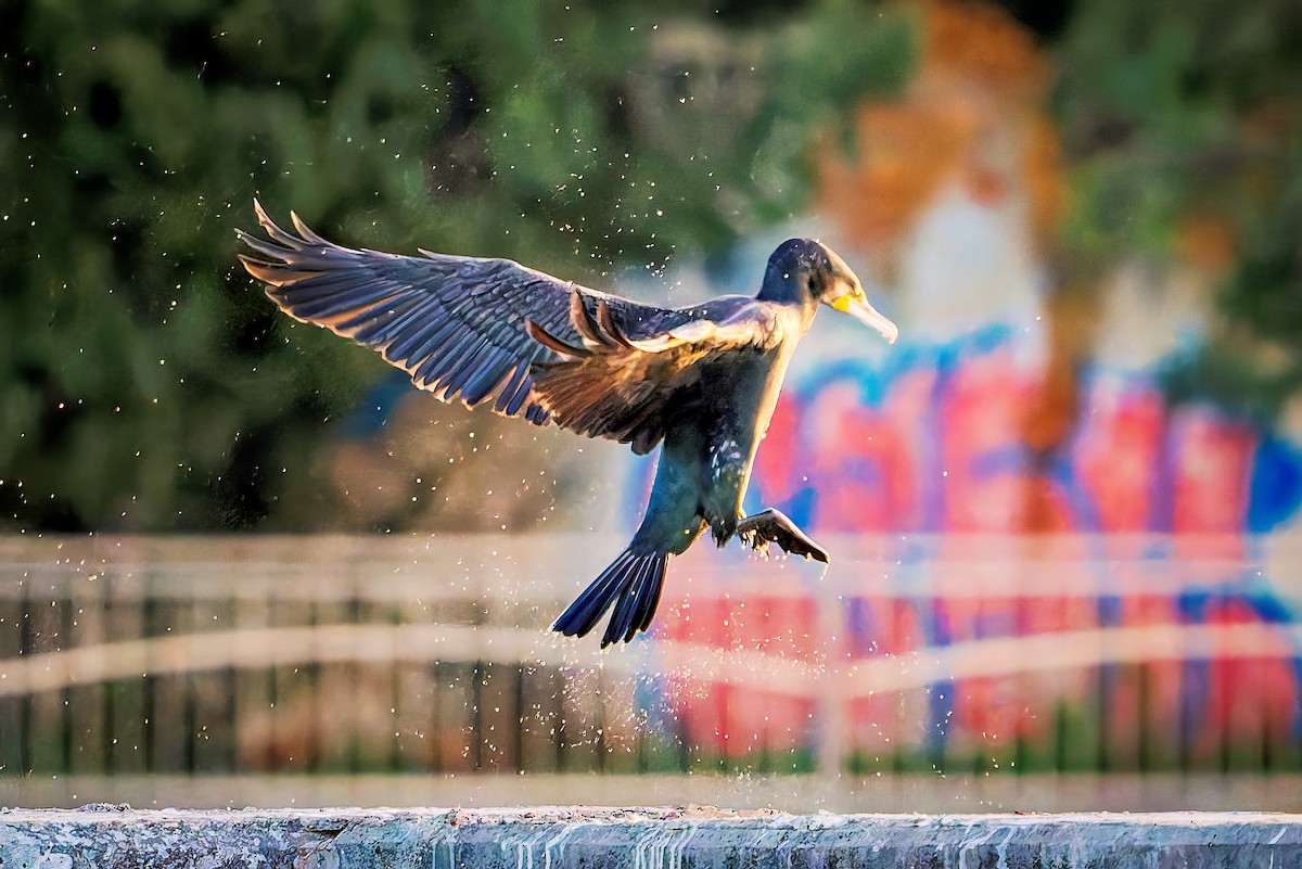 kormorán velký - ML646004855