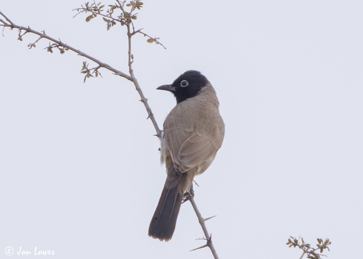 Gelbsteißbülbül - ML646004878