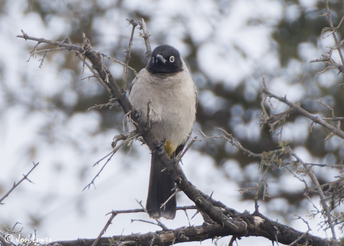 Gelbsteißbülbül - ML646004879