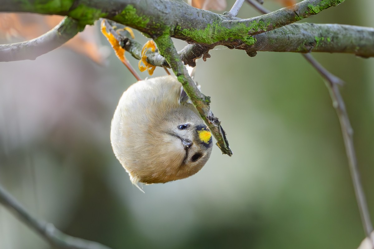 Шар мэлзэн задуулай - ML646004884