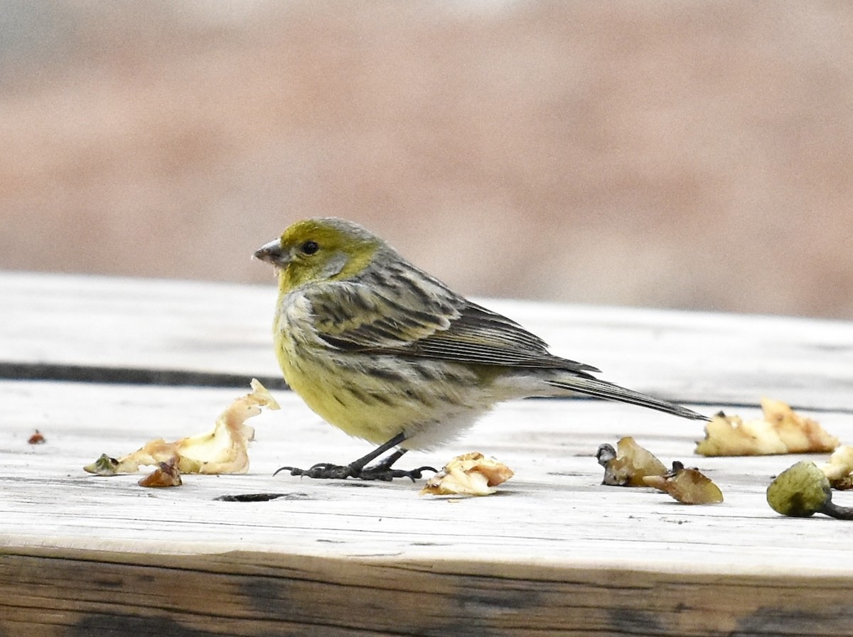 Island Canary - ML646004888