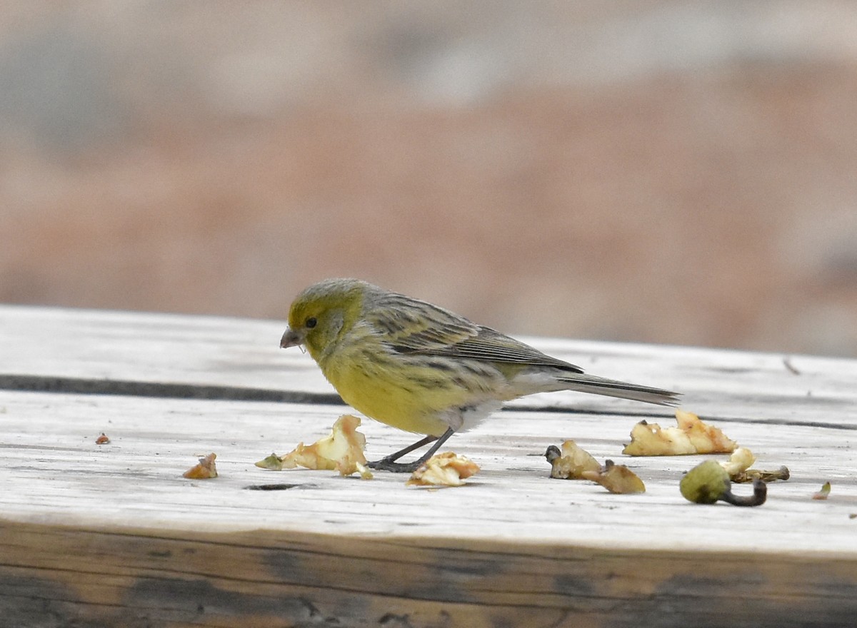Island Canary - ML646004889
