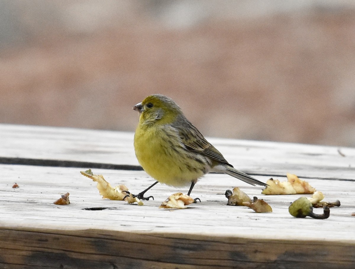 Island Canary - ML646004890