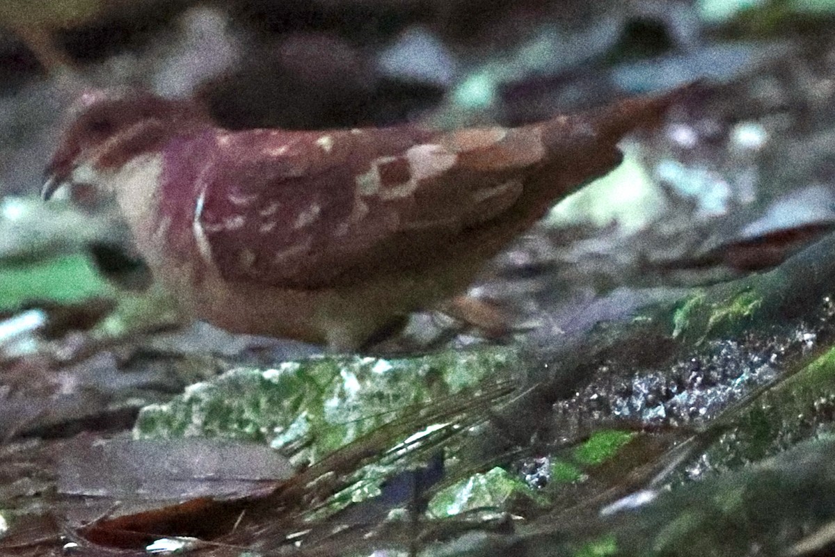 Paloma Perdiz Común - ML646004893