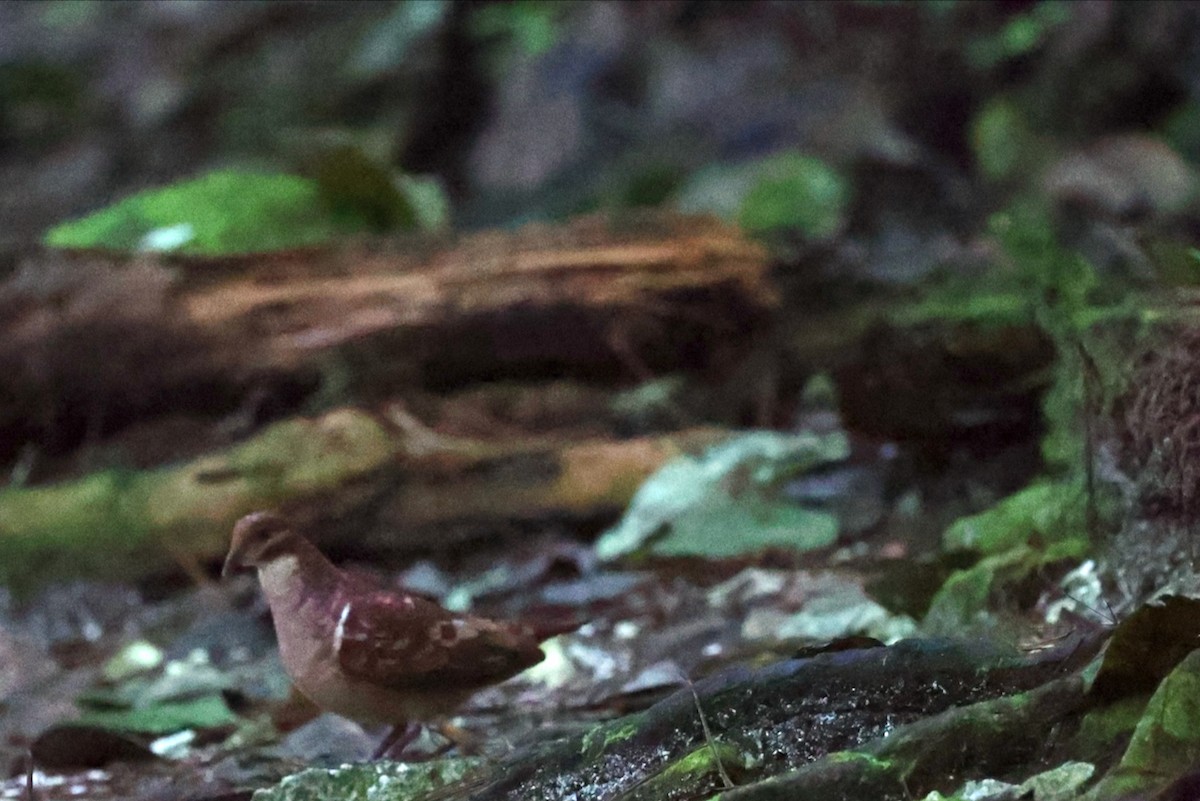 Paloma Perdiz Común - ML646004894