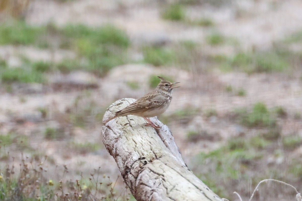 カンムリヒバリ - ML646004899