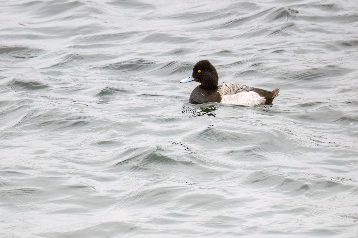 Lesser Scaup - ML646004902