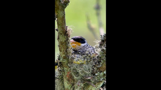Swallow-tailed Cotinga - ML646004903