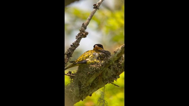 Swallow-tailed Cotinga - ML646004904