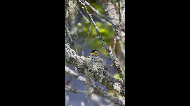 Swallow-tailed Cotinga - ML646004905
