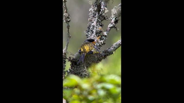 Swallow-tailed Cotinga - ML646004906
