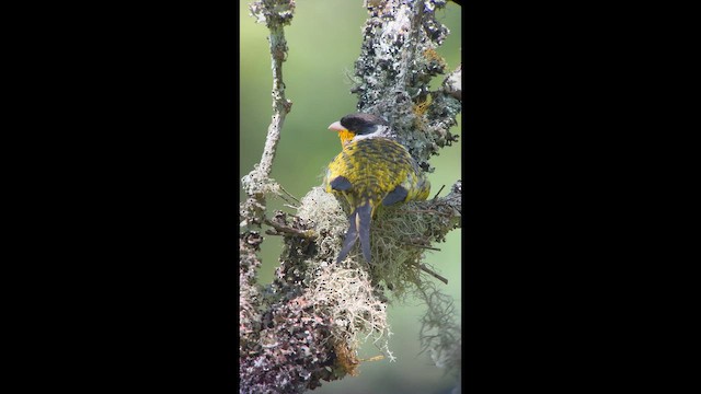 Swallow-tailed Cotinga - ML646004907
