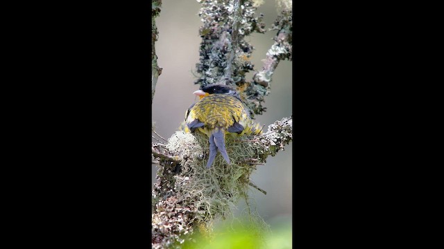 Swallow-tailed Cotinga - ML646004908