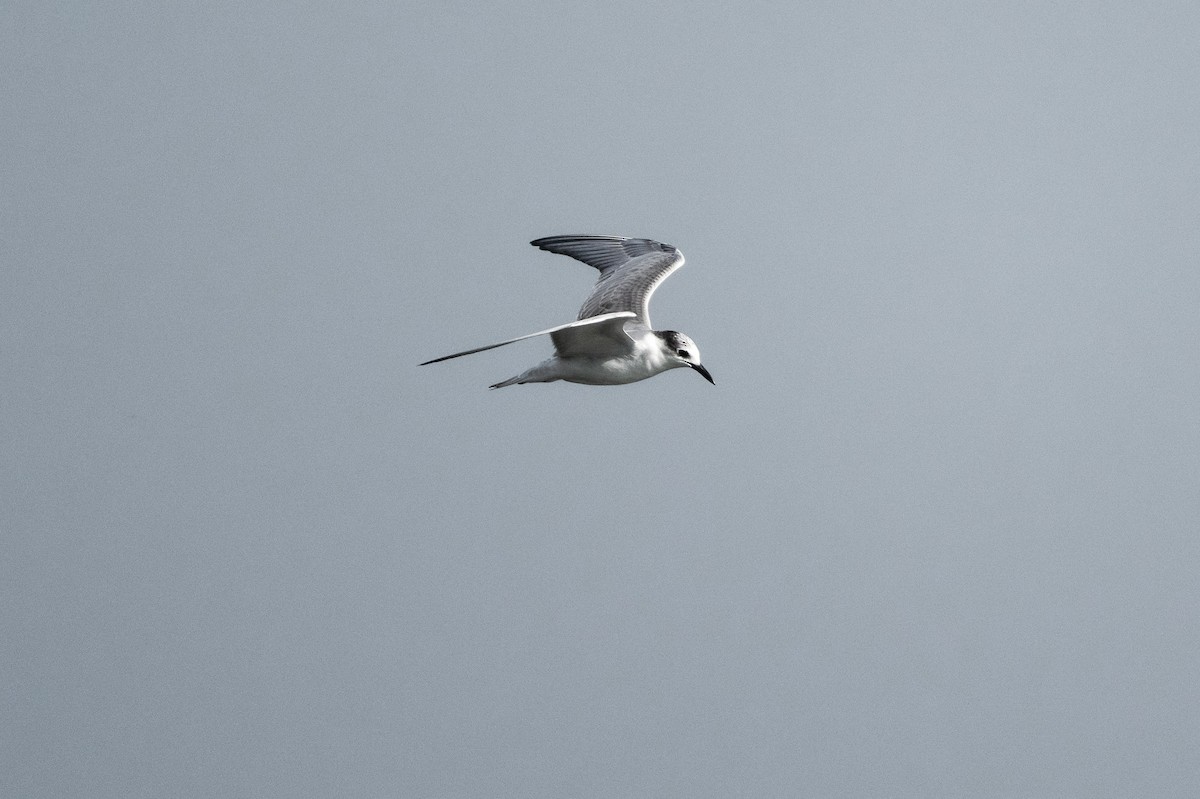 Whiskered Tern - ML646004909