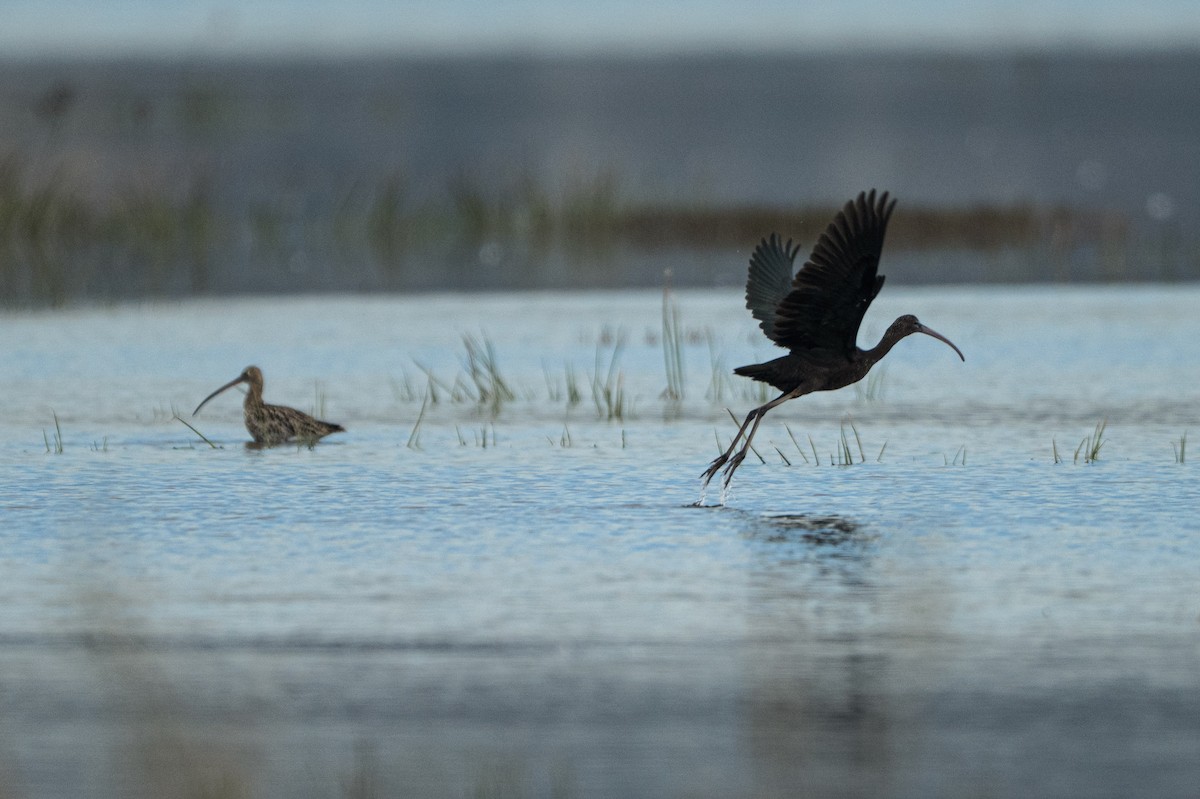 Glossy Ibis - ML646004912