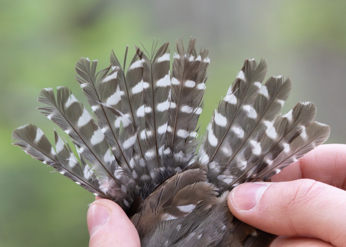 Northern Pygmy-Owl - ML646004914