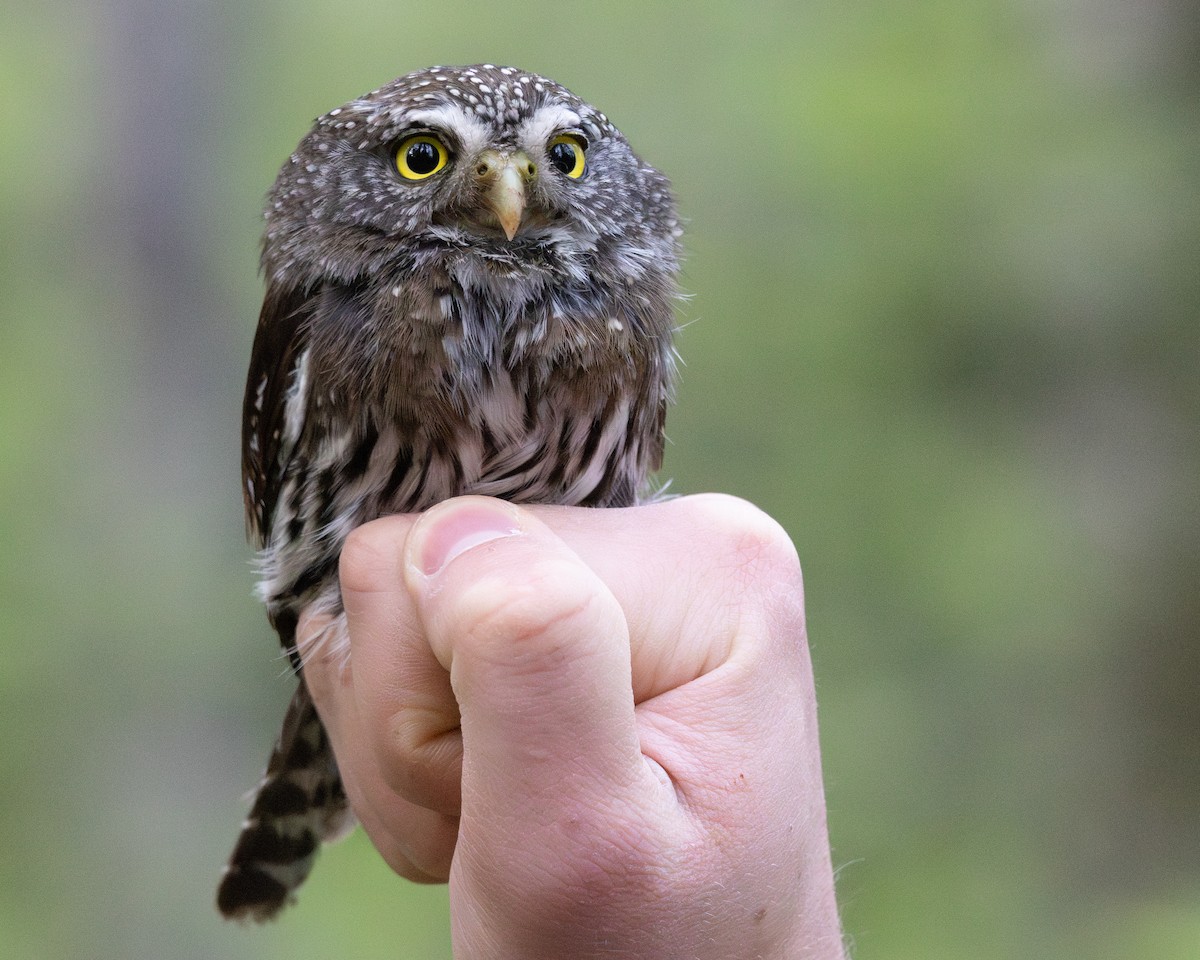 Northern Pygmy-Owl - ML646004915