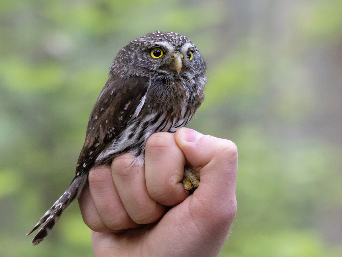 Northern Pygmy-Owl - ML646004916