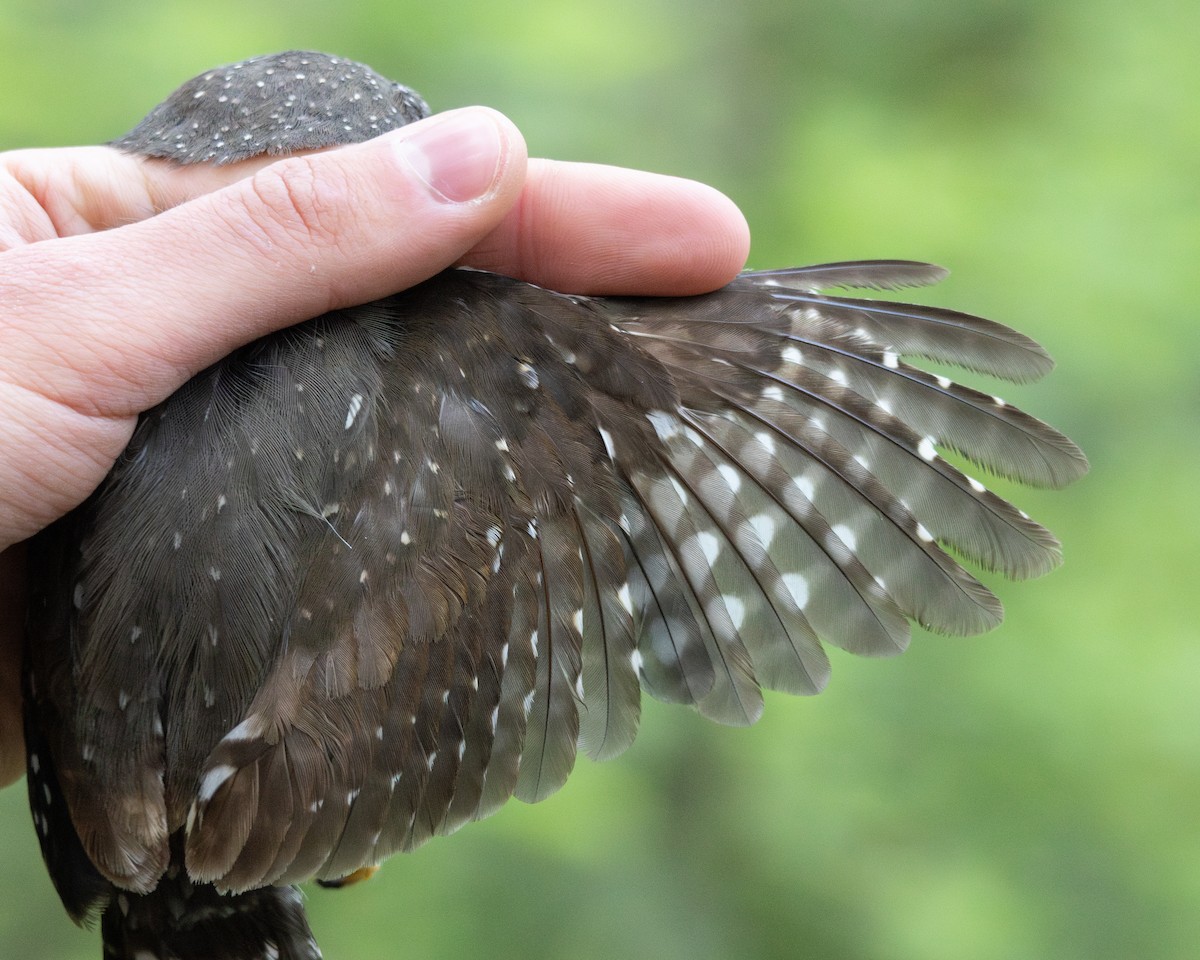 Northern Pygmy-Owl - ML646004917