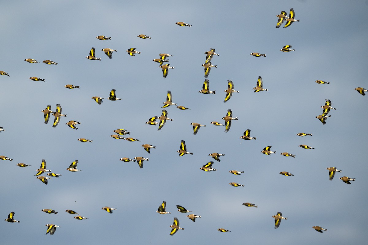 European Goldfinch - ML646004934