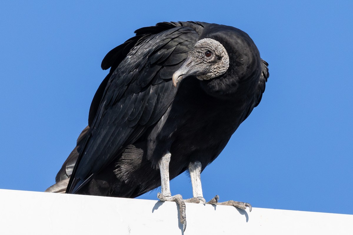 Black Vulture - ML646004937