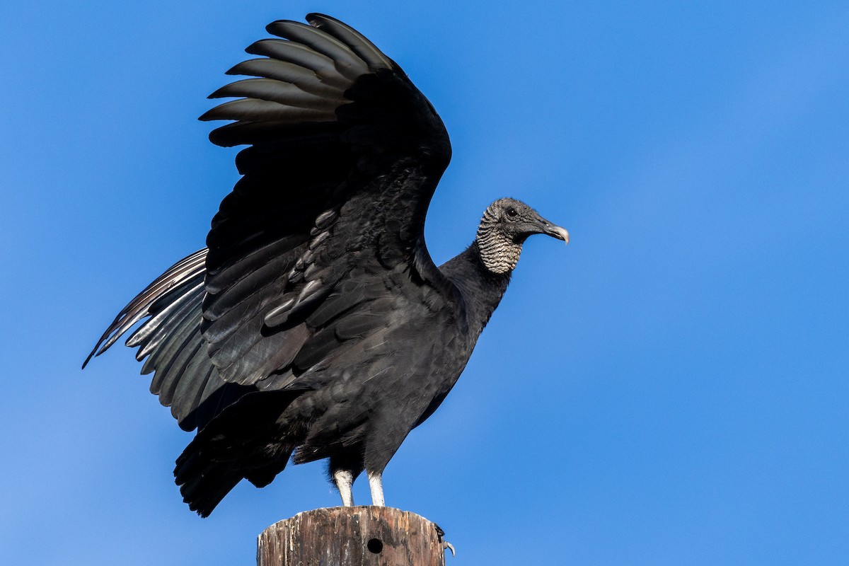 Black Vulture - ML646004938