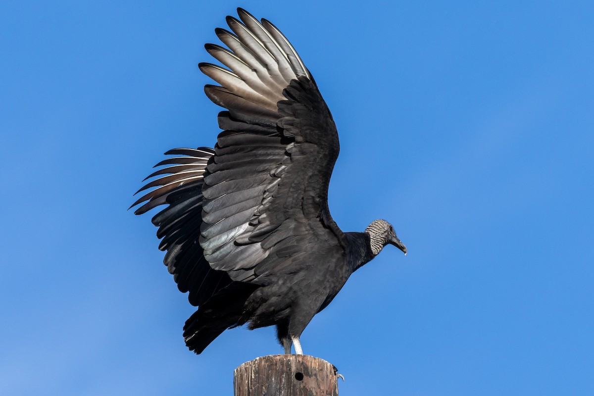 Black Vulture - ML646004939