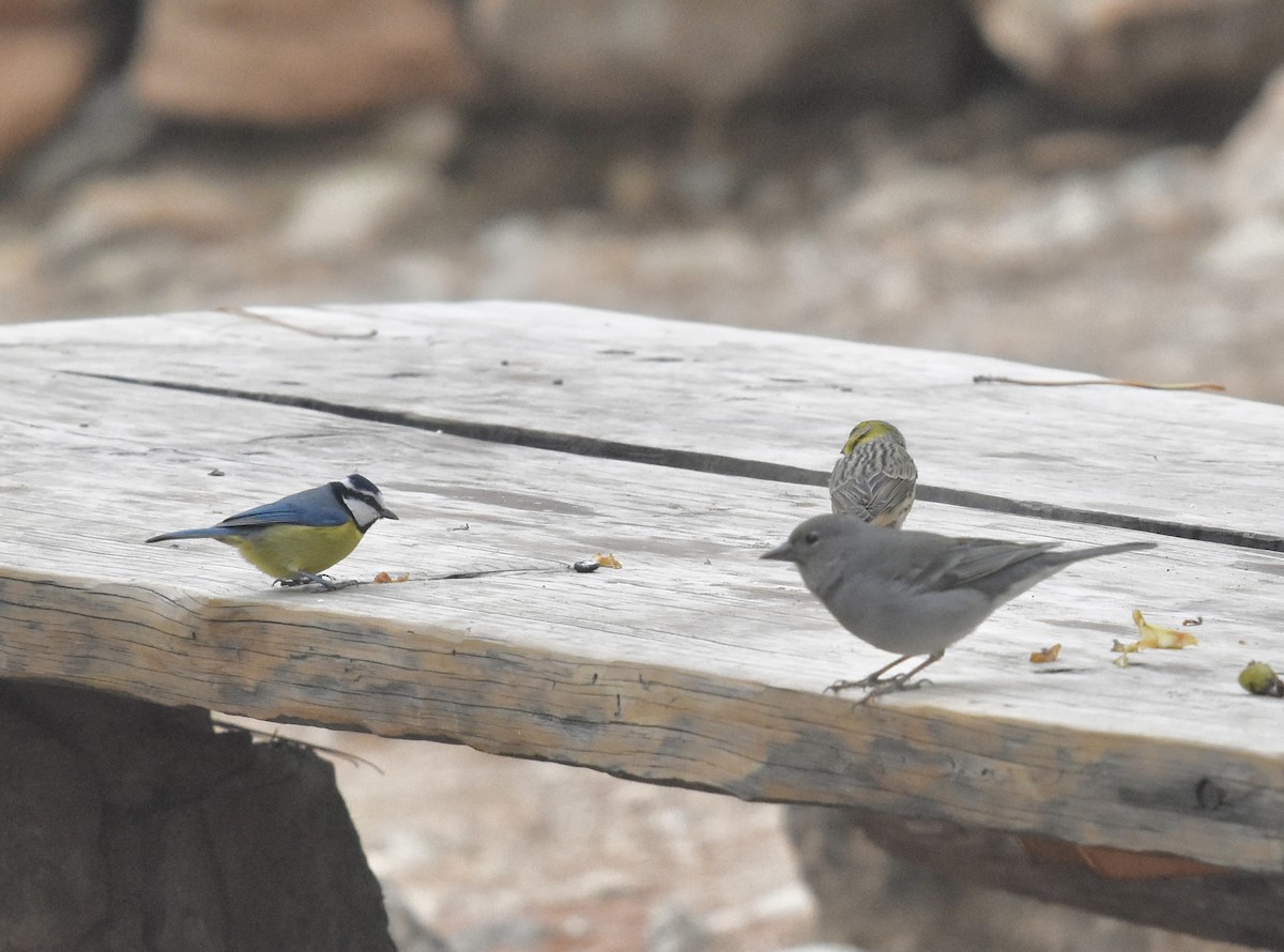 Tenerife Blue Chaffinch - ML646004941